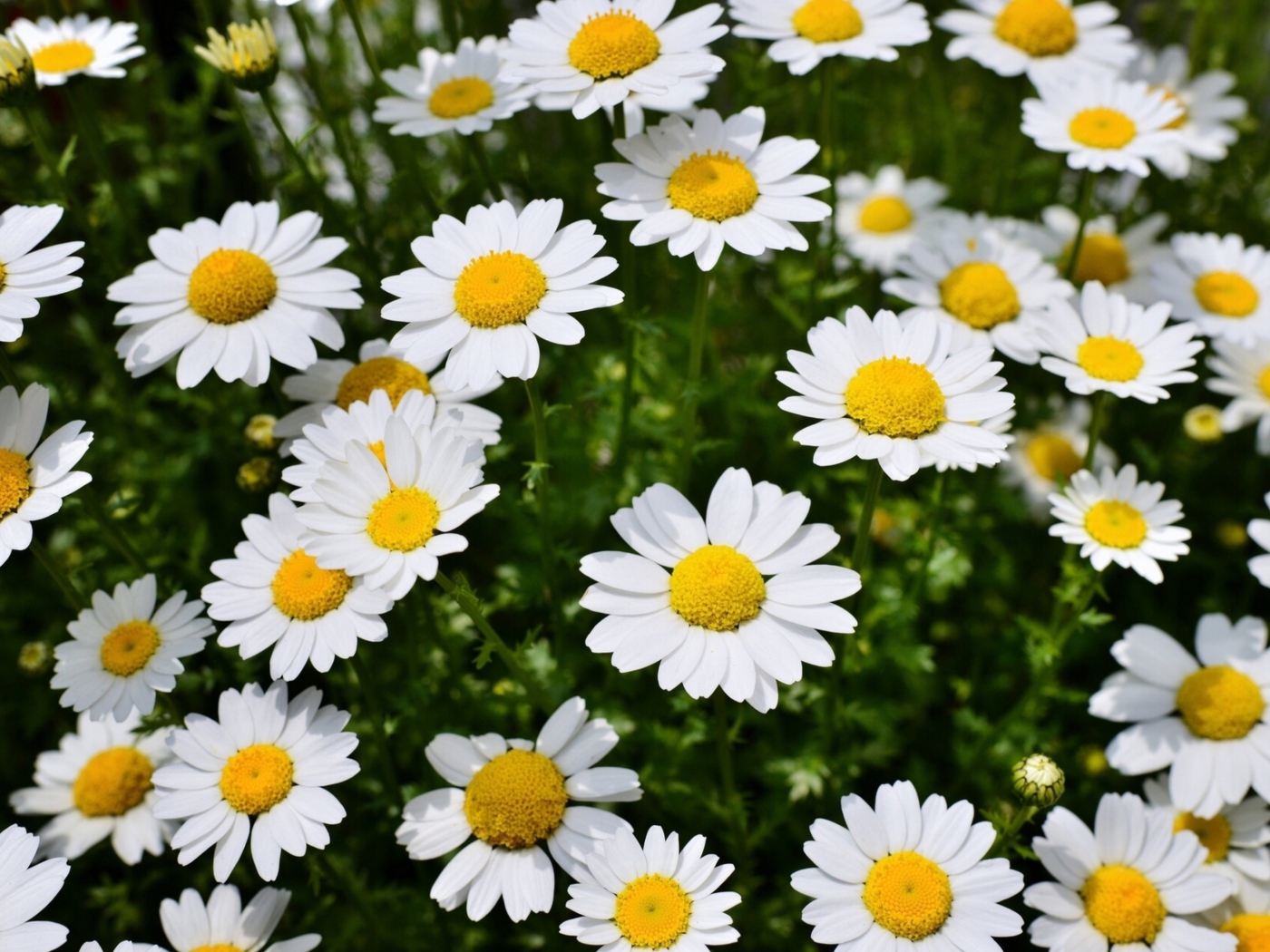 Screenshot №1 pro téma Daisy Meadow 1400x1050