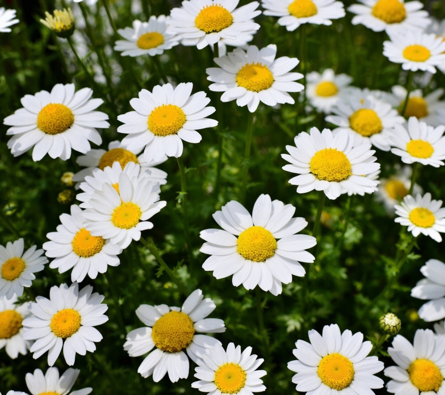 Screenshot №1 pro téma Daisy Meadow 1440x1280