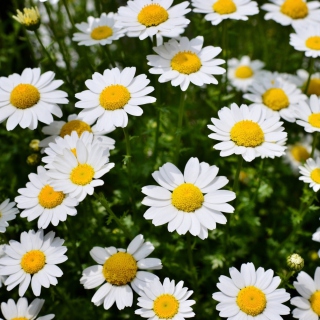 Kostenloses Daisy Meadow Wallpaper für 128x128