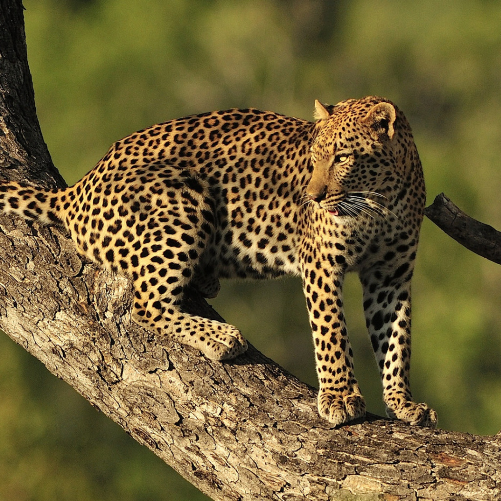 Sfondi Kruger National Park with Leopard 1024x1024