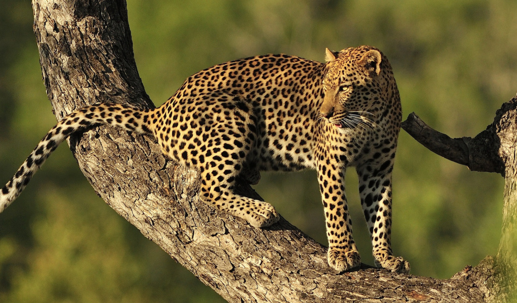Screenshot №1 pro téma Kruger National Park with Leopard 1024x600