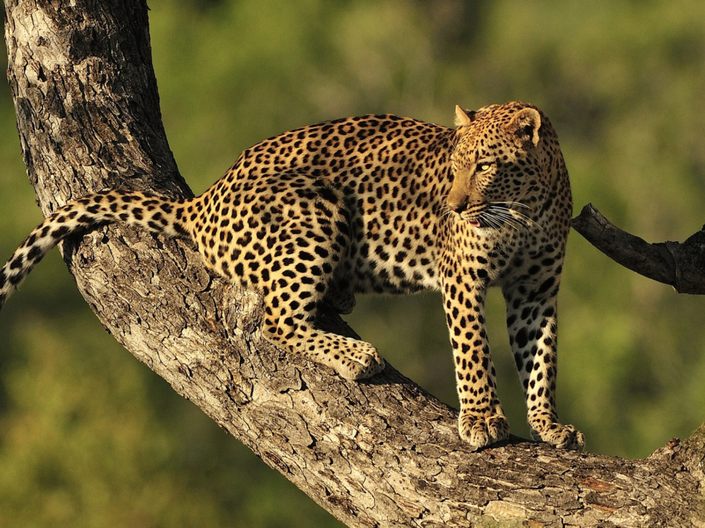 Fondo de pantalla Kruger National Park with Leopard 1024x768