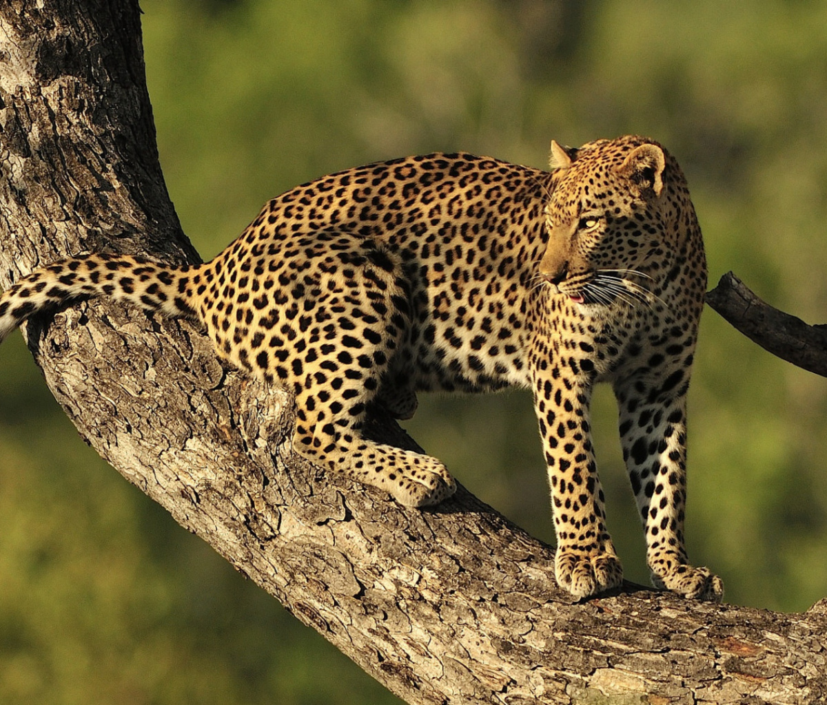 Screenshot №1 pro téma Kruger National Park with Leopard 1200x1024