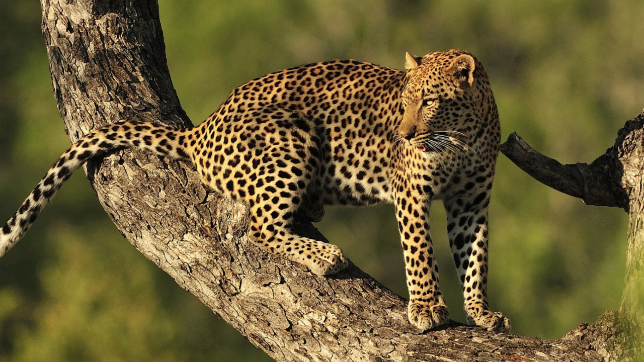 Fondo de pantalla Kruger National Park with Leopard 1280x720
