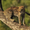 Das Kruger National Park with Leopard Wallpaper 128x128