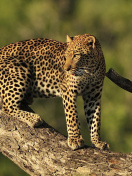 Das Kruger National Park with Leopard Wallpaper 132x176