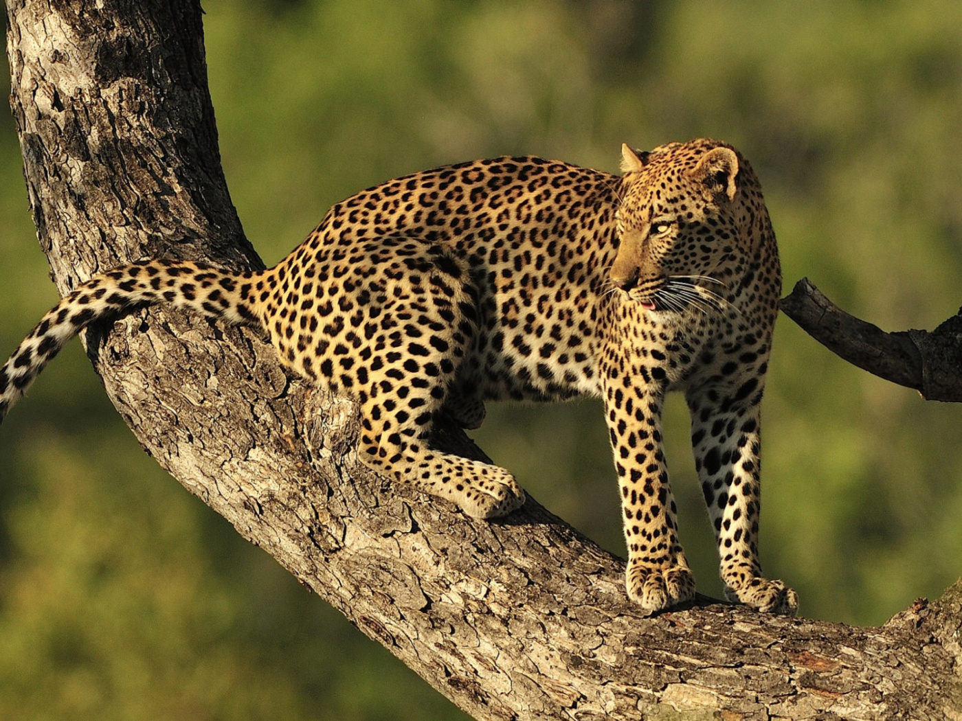 Screenshot №1 pro téma Kruger National Park with Leopard 1400x1050