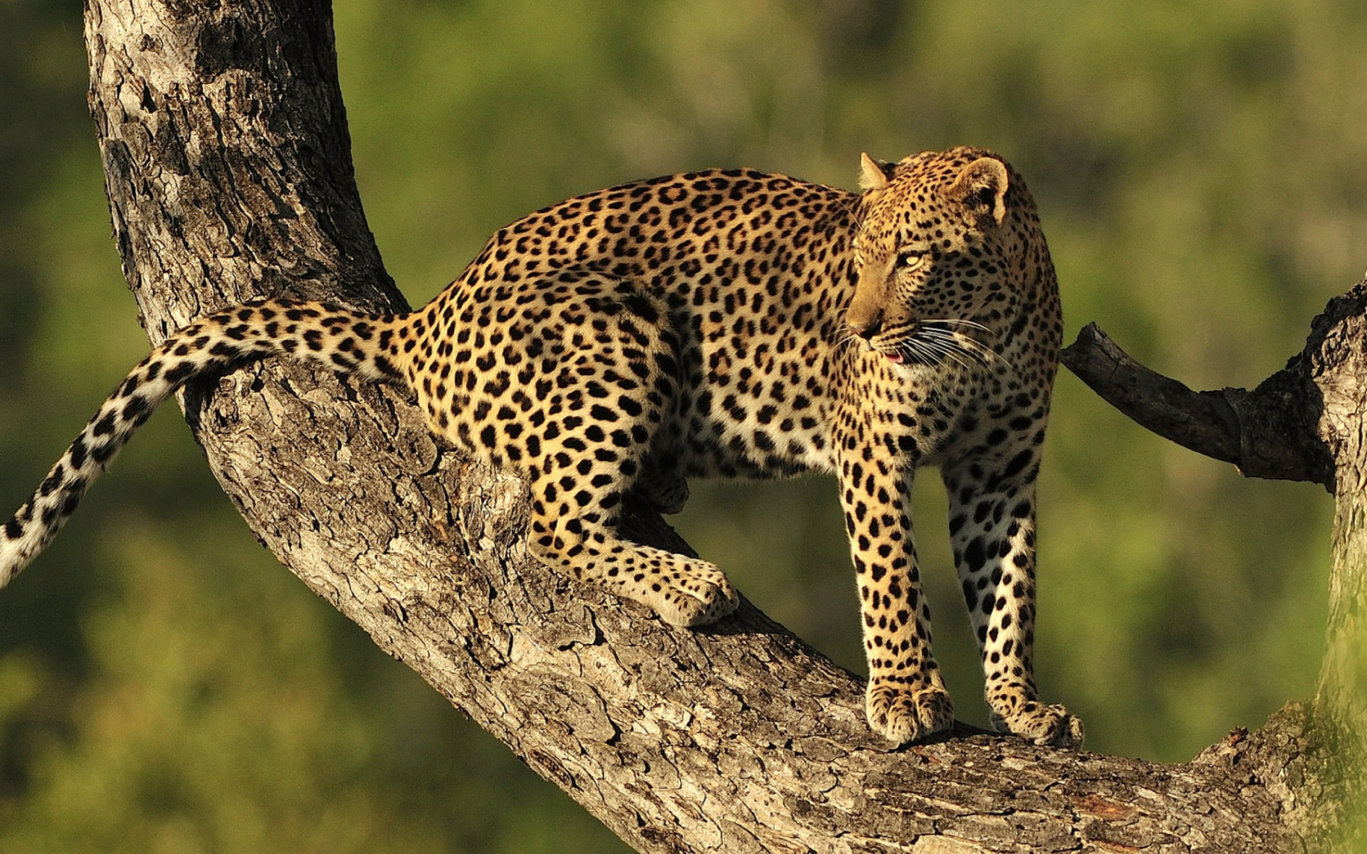 Kruger National Park with Leopard wallpaper 1920x1200