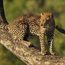 Fondo de pantalla Kruger National Park with Leopard 208x208