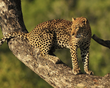 Das Kruger National Park with Leopard Wallpaper 220x176