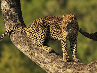 Das Kruger National Park with Leopard Wallpaper 320x240