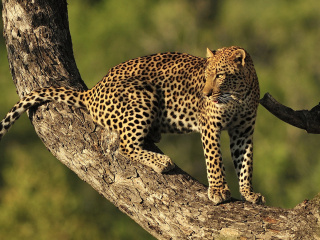 Обои Kruger National Park with Leopard 320x240