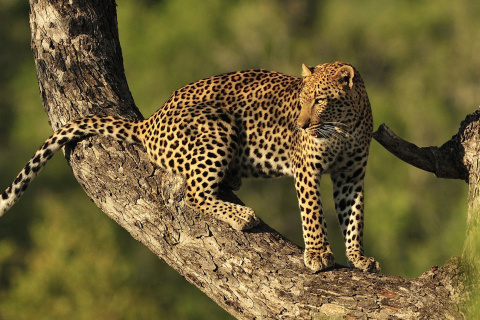 Screenshot №1 pro téma Kruger National Park with Leopard 480x320