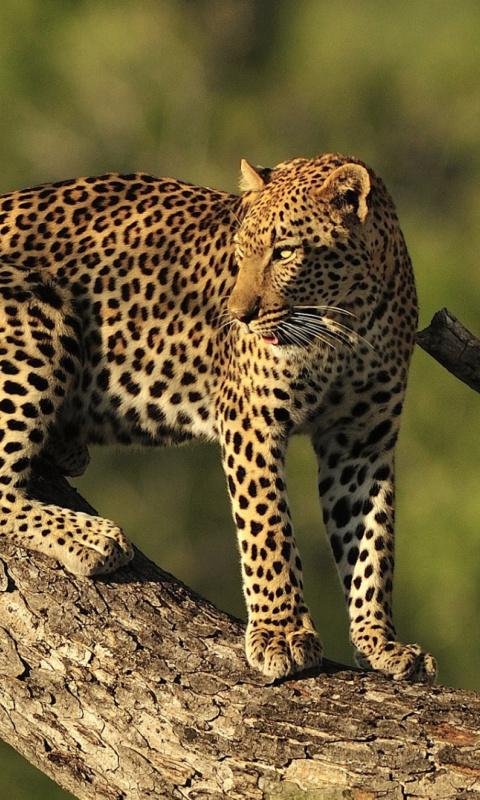 Обои Kruger National Park with Leopard 480x800