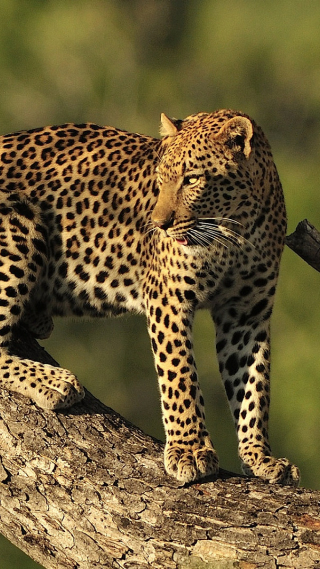 Sfondi Kruger National Park with Leopard 640x1136