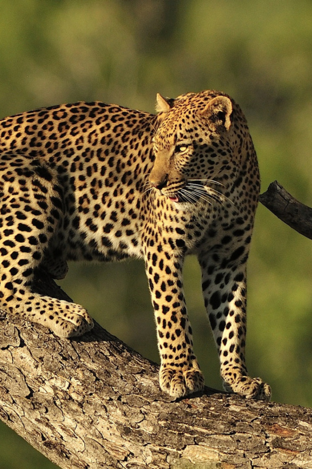 Sfondi Kruger National Park with Leopard 640x960