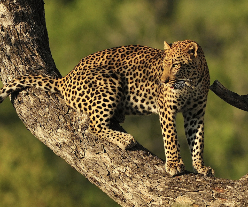 Fondo de pantalla Kruger National Park with Leopard 960x800