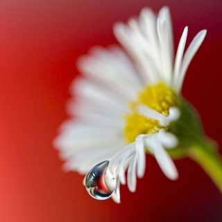 Tear Of Daisy papel de parede para celular para iPad Air