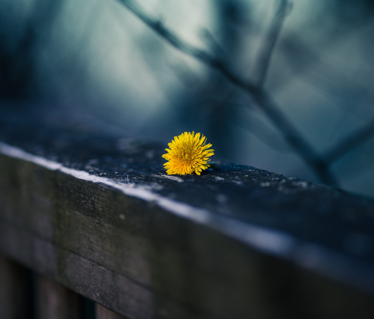 Das Little Yellow Dandelion Wallpaper 1200x1024