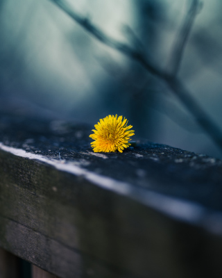 Little Yellow Dandelion - Obrázkek zdarma pro 480x800