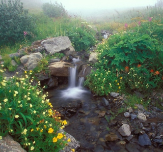 Misty Garden - Obrázkek zdarma pro 208x208