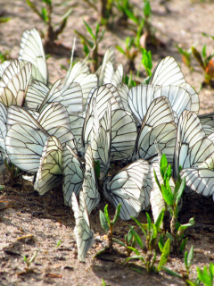 White Butterflies screenshot #1 240x320