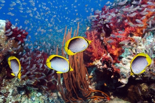 Yellow Fishes papel de parede para celular 