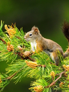 Squirrel And Cones wallpaper 240x320