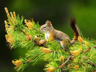 Fondo de pantalla Squirrel And Cones 320x240