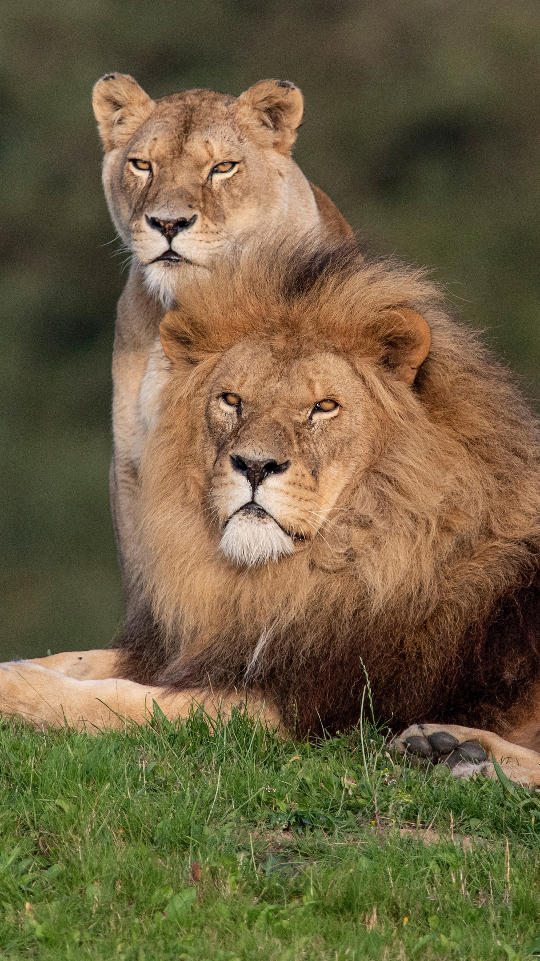 Lion Pride in Hwange National Park in Zimbabwe wallpaper 1080x1920