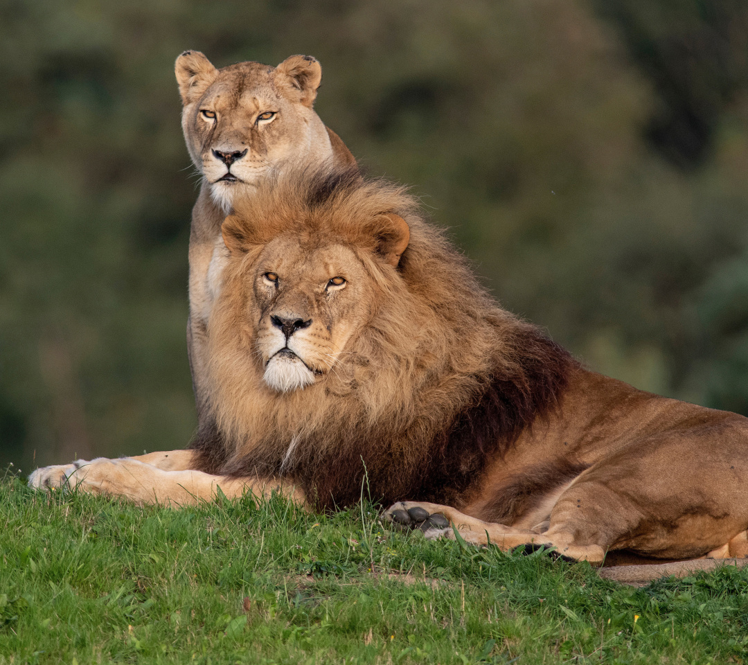 Fondo de pantalla Lion Pride in Hwange National Park in Zimbabwe 1080x960