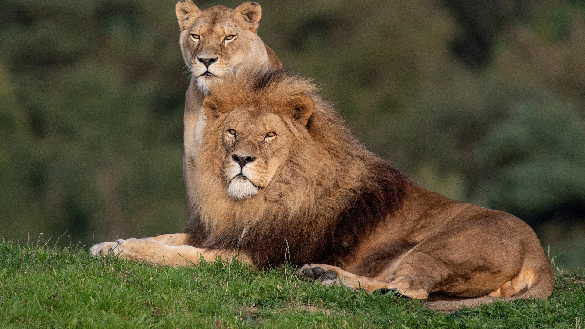 Обои Lion Pride in Hwange National Park in Zimbabwe 1920x1080