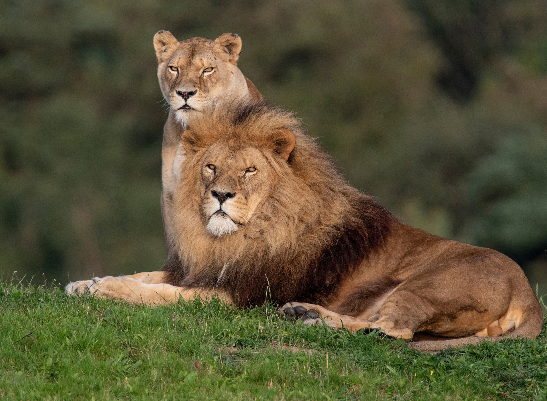Обои Lion Pride in Hwange National Park in Zimbabwe 1920x1408