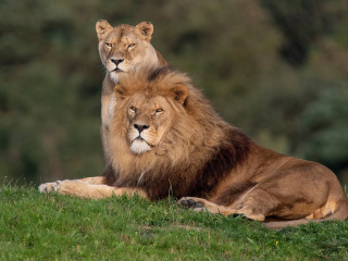 Sfondi Lion Pride in Hwange National Park in Zimbabwe 320x240