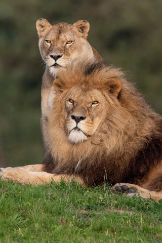 Fondo de pantalla Lion Pride in Hwange National Park in Zimbabwe 320x480