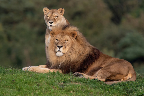 Fondo de pantalla Lion Pride in Hwange National Park in Zimbabwe 480x320