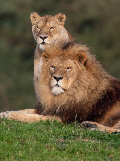 Lion Pride in Hwange National Park in Zimbabwe wallpaper 480x640