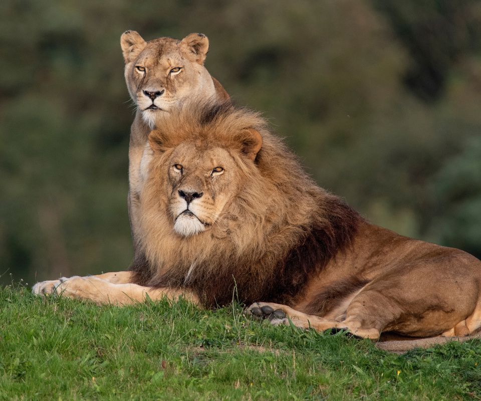 Fondo de pantalla Lion Pride in Hwange National Park in Zimbabwe 960x800