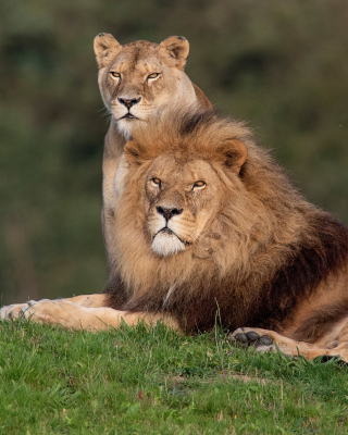 Lion Pride in Hwange National Park in Zimbabwe - Fondos de pantalla gratis para Nokia C1-01