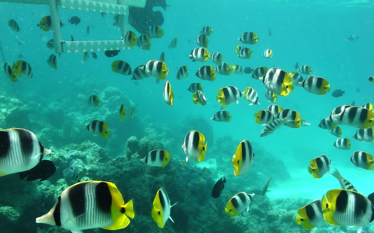 Screenshot №1 pro téma Ocean Fish 1440x900