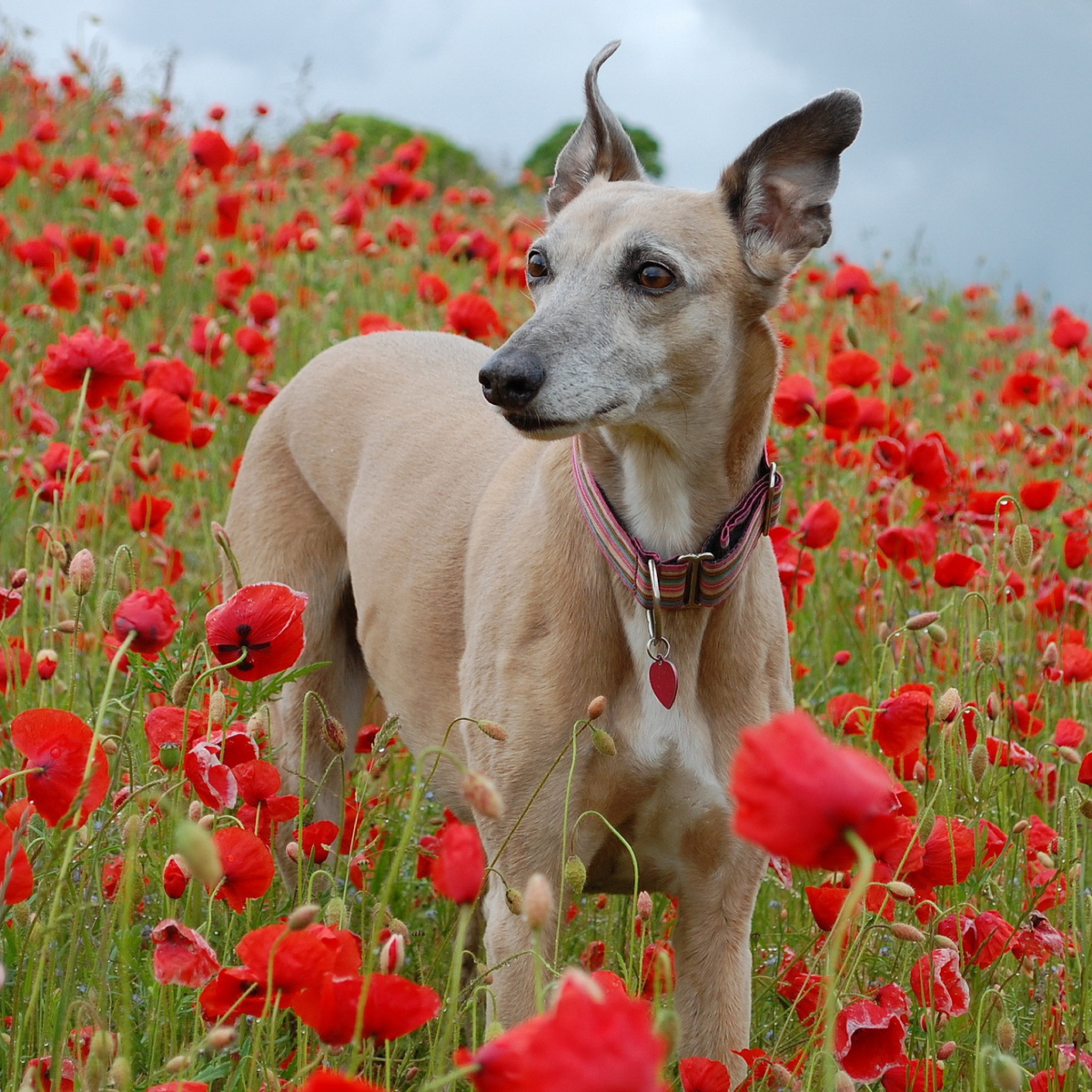 Das Dog In Poppy Field Wallpaper 2048x2048