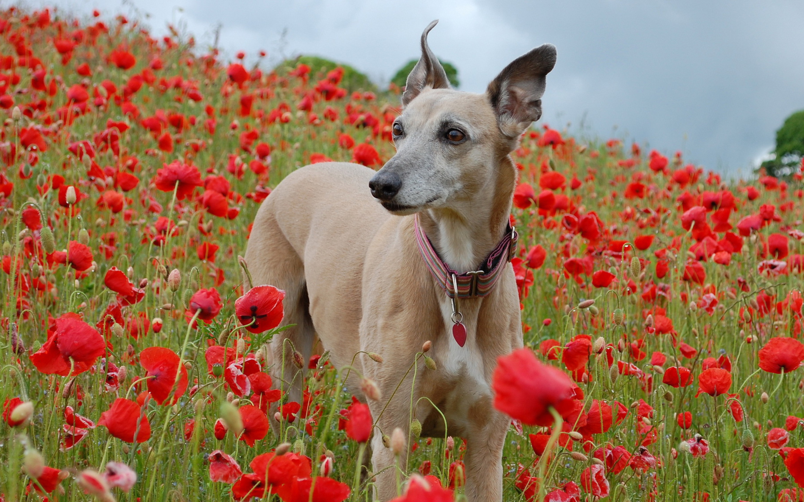Sfondi Dog In Poppy Field 2560x1600