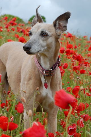 Screenshot №1 pro téma Dog In Poppy Field 320x480