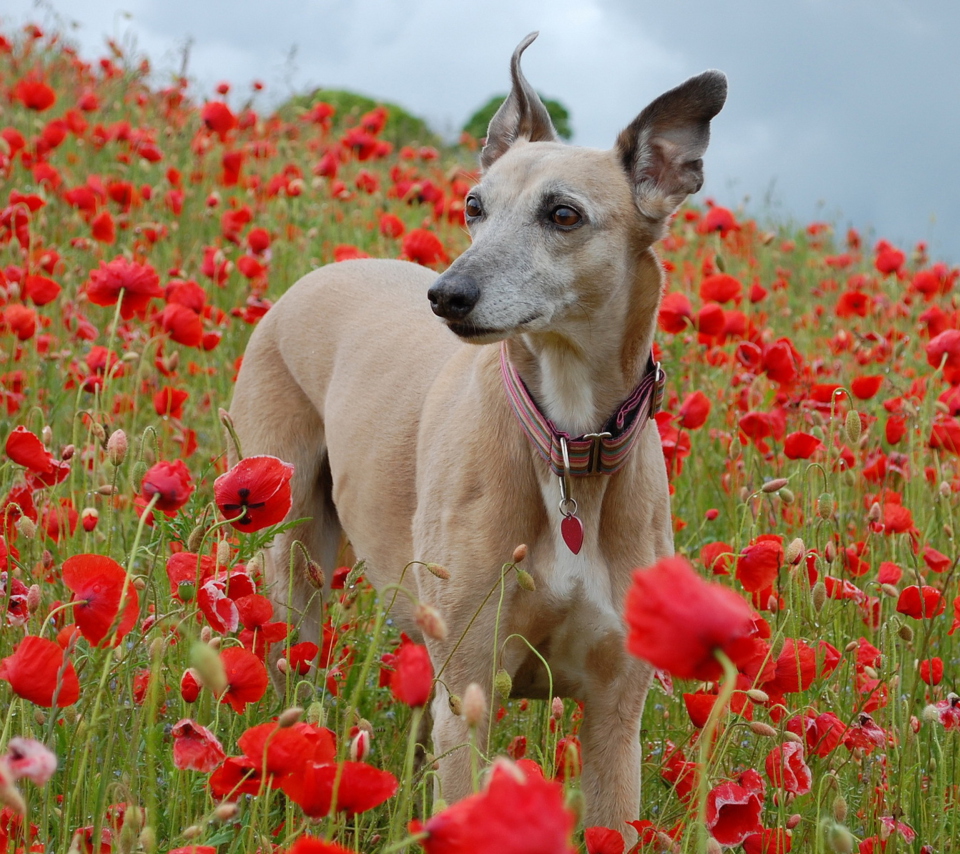 Das Dog In Poppy Field Wallpaper 960x854