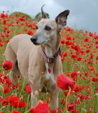 Kostenloses Dog In Poppy Field Wallpaper für 360x640