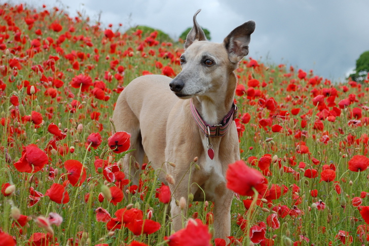 Обои Dog In Poppy Field