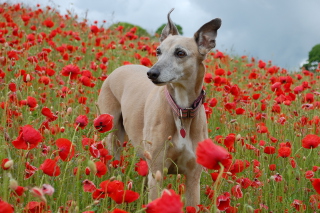 Dog In Poppy Field Wallpaper for Android, iPhone and iPad