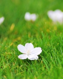 Screenshot №1 pro téma White Flower On Green Grass 128x160