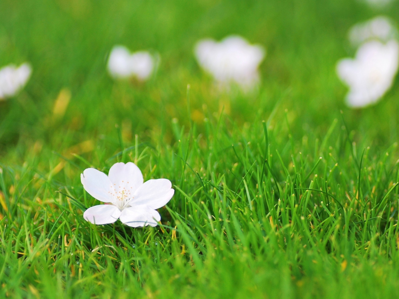 Fondo de pantalla White Flower On Green Grass 1400x1050
