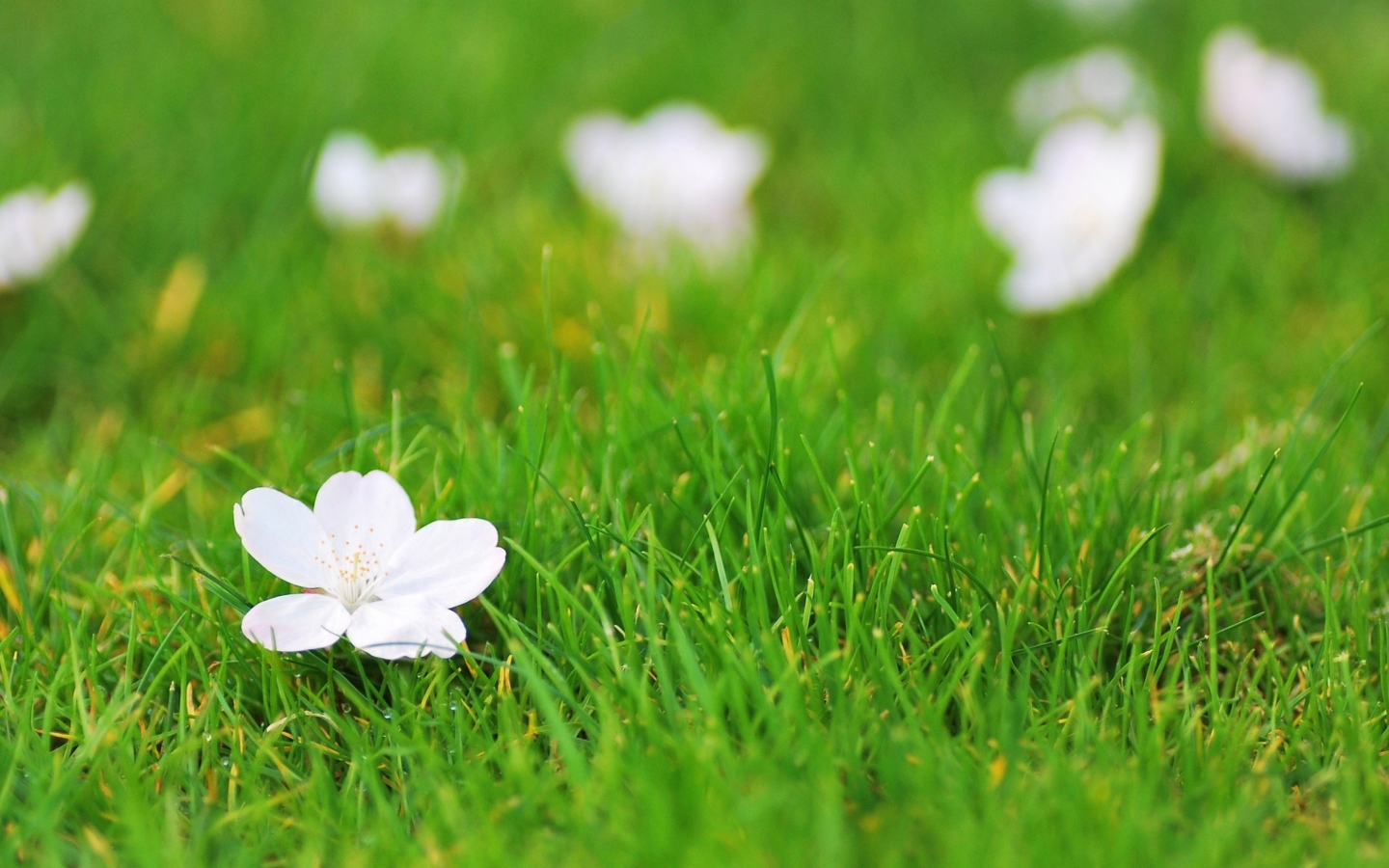 Sfondi White Flower On Green Grass 1440x900